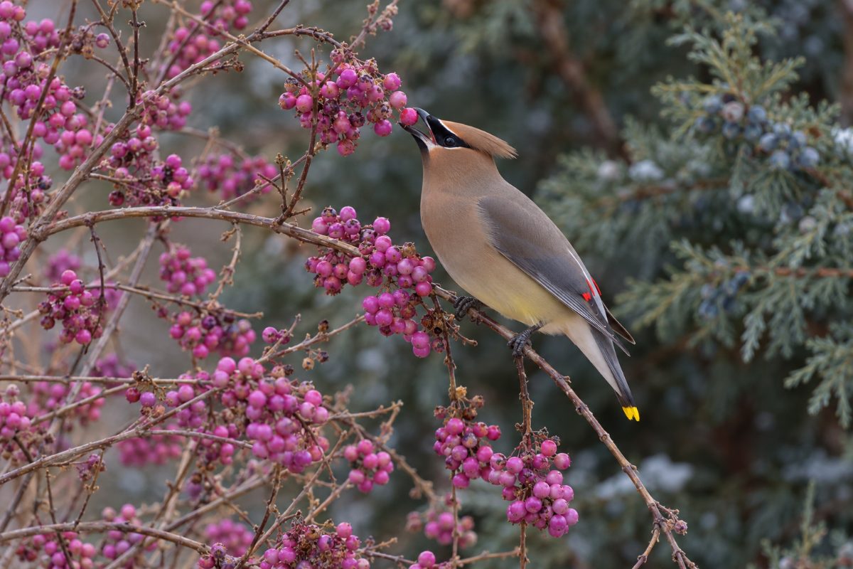 Cedar waxwing eating pink-purple berries from a bare-branched native shrub, with a berry-laden eastern red cedar behind it