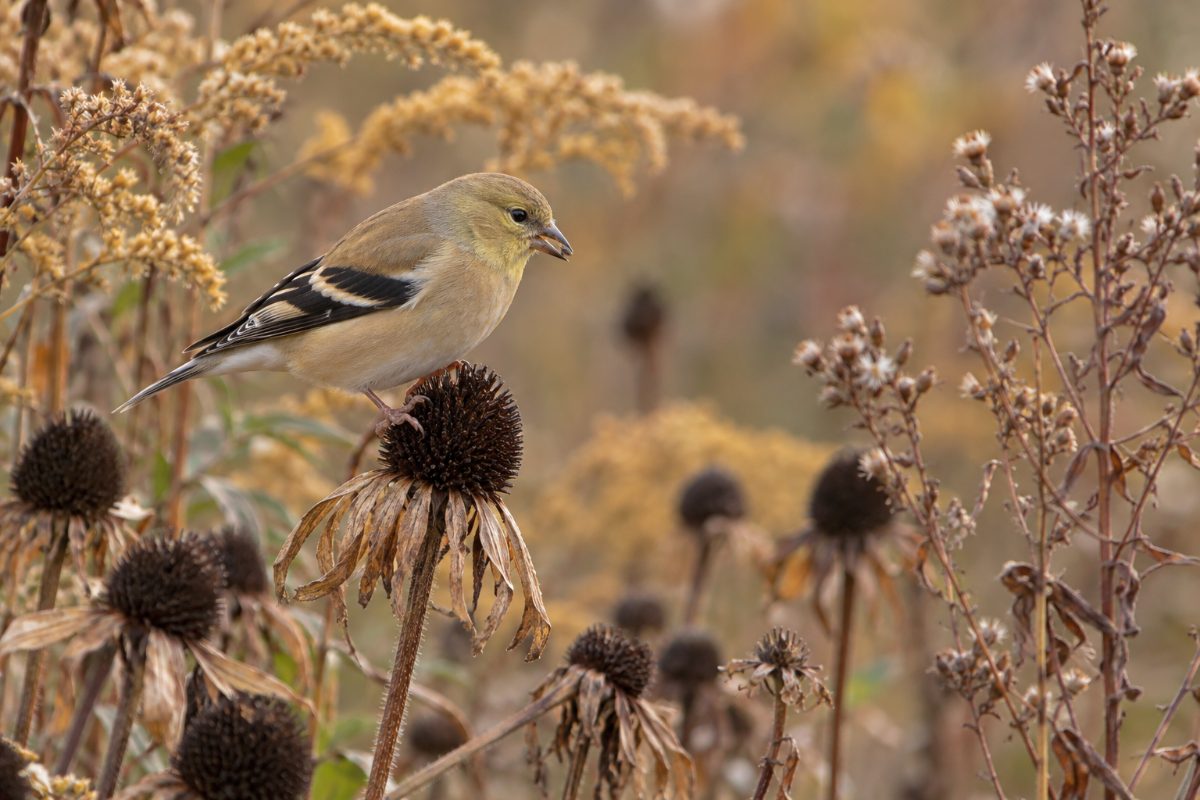 American goldfinch in winter plumage eating seeds from a dried purple coneflower, with goldenrod plumes and aster seed heads behind